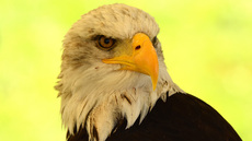 Weißkopf-Seeadler (10).jpg